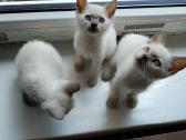 Mieli dviejų mėnesių kačiukai ieško mylinčių šeimi - nuotraukos Nr. 4
