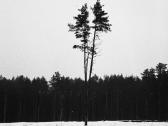 Contax T - nuotraukos Nr. 11