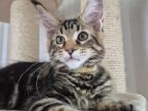 Mainecoon girl - nuotraukos Nr. 2