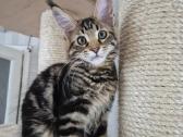 Mainecoon girl - nuotraukos Nr. 3