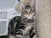 Mainecoon girl - nuotraukos Nr. 4