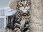 Mainecoon girl - nuotraukos Nr. 5
