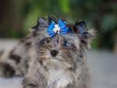 Mėlynakiai kilmingi Colored yorkshir terrier kilmi - nuotraukos Nr. 2
