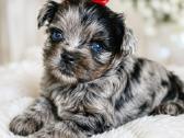 Mėlynakiai kilmingi Colored yorkshir terrier kilmi - nuotraukos Nr. 14