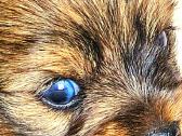 Mėlynakiai kilmingi Colored yorkshir terrier kilmi - nuotraukos Nr. 20