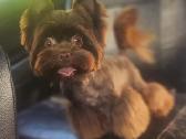 Mėlynakiai kilmingi Colored yorkshir terrier kilmi - nuotraukos Nr. 24