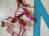 TropicaAlternanthera - nuotraukos Nr. 12