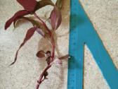 Alternanthera - nuotraukos Nr. 13