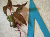 Alternanthera - nuotraukos Nr. 14