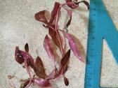 Alternanthera - nuotraukos Nr. 15