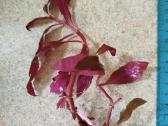 Alternanthera - nuotraukos Nr. 16