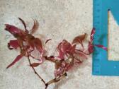 Alternanthera reineckii. - nuotraukos Nr. 17
