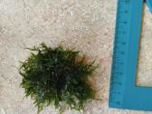 Javos samana (Vesicularia dubyana), - nuotraukos Nr. 19
