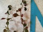 Ludwigia repens - nuotraukos Nr. 18