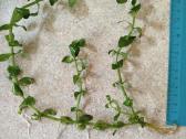 Bacopa caroliniana - nuotraukos Nr. 20