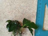 Anubias barteri var. Mini - nuotraukos Nr. 22