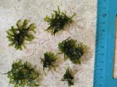 Monosolenium tenerum (&amp;amp;amp;a - nuotraukos Nr. 25