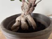 Ficus Bonsai medelis, gėlė, augalas - nuotraukos Nr. 2