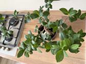 Ficus Bonsai medelis, gėlė, augalas - nuotraukos Nr. 3