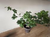 Ficus Bonsai medelis, gėlė, augalas - nuotraukos Nr. 4