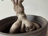 Ficus Bonsai medelis, gėlė, augalas - nuotraukos Nr. 5