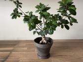 Ficus Bonsai medelis, gėlė, augalas - nuotraukos Nr. 6
