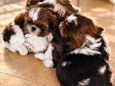 Ši cu ( Shih Tzu) kilmingi šuniukai