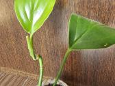 Rhaphidophora Decursiva - nuotraukos Nr. 2