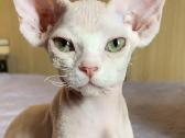 Devon Rex kačiukai - nuotraukos Nr. 2