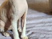 Devon Rex kačiukai - nuotraukos Nr. 3