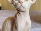 Devon Rex kačiukai - nuotraukos Nr. 4