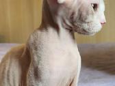 Devon Rex kačiukai - nuotraukos Nr. 5