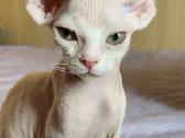 Devon Rex kačiukai - nuotraukos Nr. 6