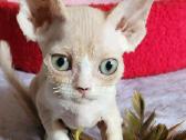 Devon Rex kačiukai - nuotraukos Nr. 7