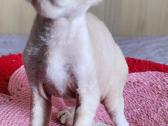 Devon Rex kačiukai - nuotraukos Nr. 8