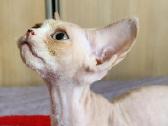 Devon Rex kačiukai - nuotraukos Nr. 9