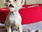 Devon Rex kačiukai - nuotraukos Nr. 10