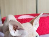 Devon Rex kačiukai - nuotraukos Nr. 11