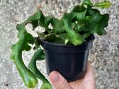 Epiphyllum epifilum miško kaktusas - nuotraukos Nr. 2