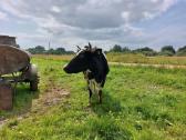 2 pieninės karvės - nuotraukos Nr. 3