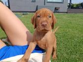 Vizsla Šuniukai pasiruošę keliauti į naujus namus - nuotraukos Nr. 5