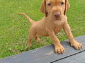 Vizsla Šuniukai pasiruošę keliauti į naujus namus - nuotraukos Nr. 9