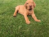 Vizsla Šuniukai pasiruošę keliauti į naujus namus - nuotraukos Nr. 8
