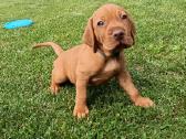 Vizsla Šuniukai pasiruošę keliauti į naujus namus - nuotraukos Nr. 11