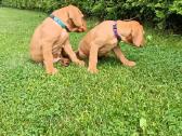 Vizsla Šuniukai pasiruošę keliauti į naujus namus - nuotraukos Nr. 13