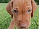 Vizsla Šuniukai pasiruošę keliauti į naujus namus - nuotraukos Nr. 10