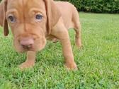 Vizsla Šuniukai pasiruošę keliauti į naujus namus - nuotraukos Nr. 12