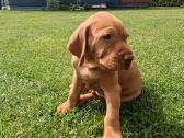 Vizsla Šuniukai pasiruošę keliauti į naujus namus - nuotraukos Nr. 14