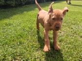 Vizsla Šuniukai pasiruošę keliauti į naujus namus - nuotraukos Nr. 15