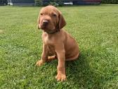 Vizsla Šuniukai pasiruošę keliauti į naujus namus - nuotraukos Nr. 16